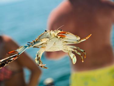 Crabbing in Gulf Shores & Orange Beach