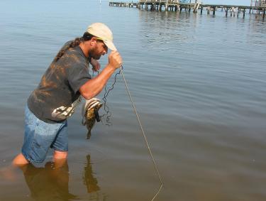 Jubilee Fishing Phenomenon Mobile Bay