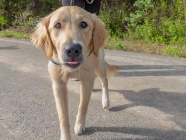Golden Retriever Walking in Gulf State Park