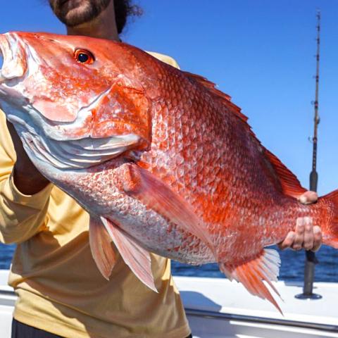 Man holding a red snapper that he caught in the Gulf off of Alabama's Beaches